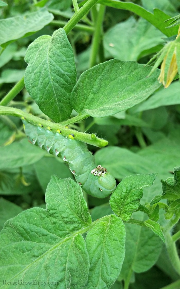Hornworm eating on tomato plant