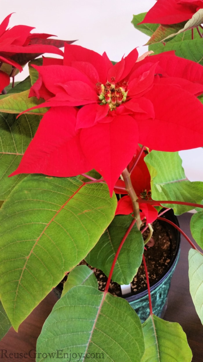 Red potted poinsettia plant