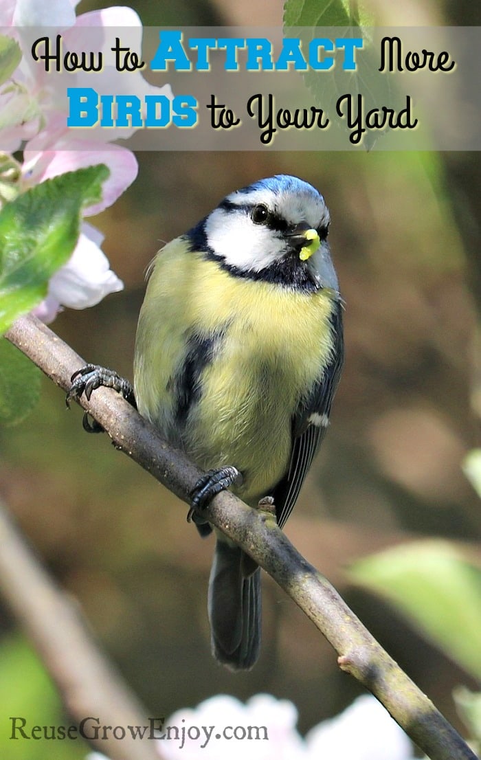 How To Attract Birds To Your Yard This Summer - Reuse Grow ...