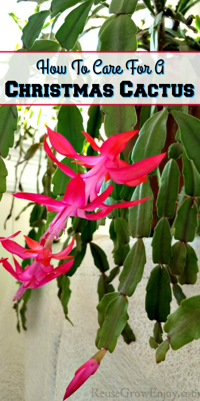 Bright blooming pink flowers on a Christmas cactus with a text overlay that says "How To Care For A Christmas Cactus".