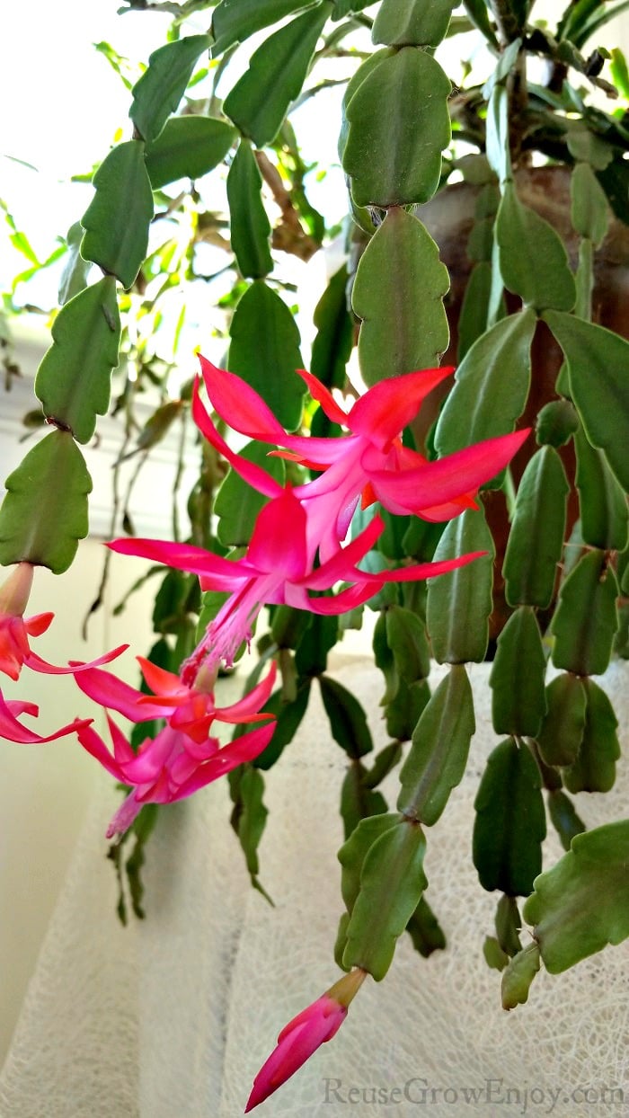 Christmas Cactus plant in full bloom with bright pink flowers.