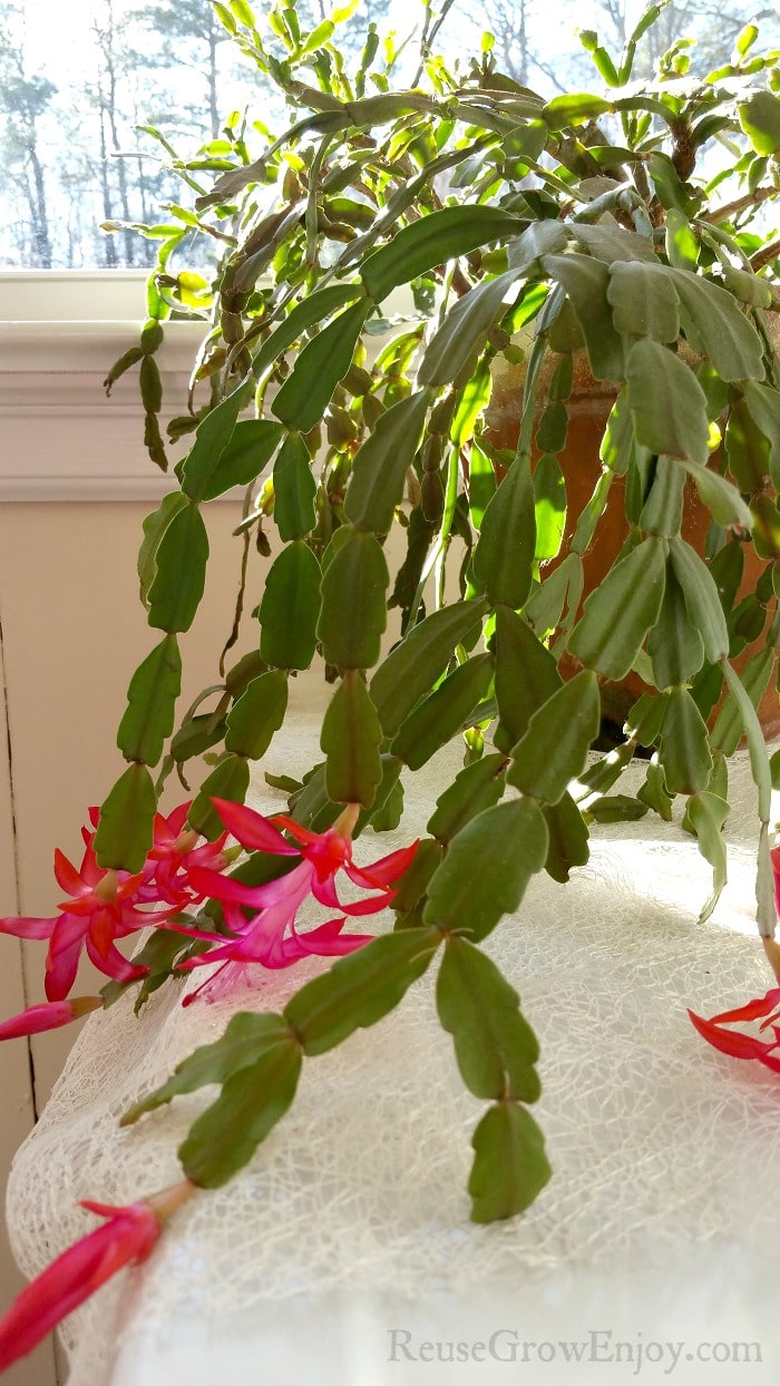 Large Christmas cactus with pink blooms and a large sunny window in the background.