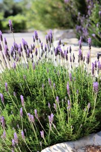 Full lavender plant with blooms growing by sidewalk.