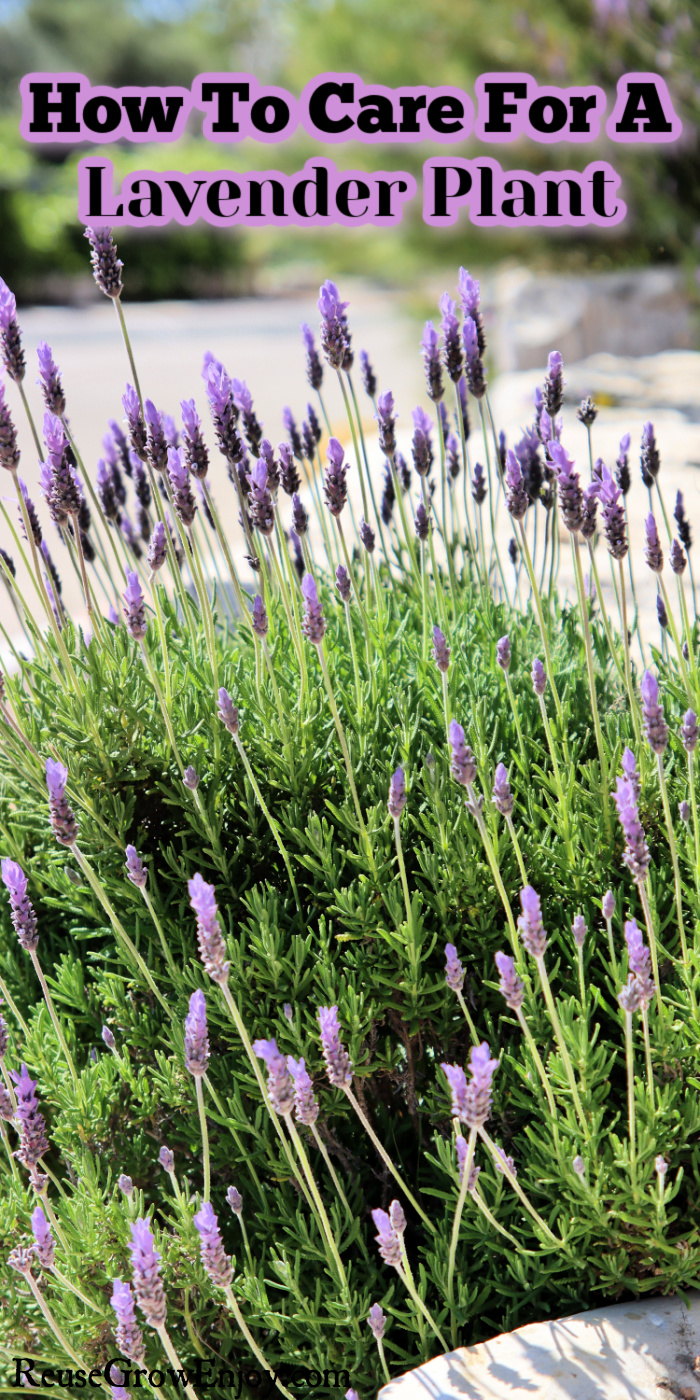 Full lavender plant with blooms growing by sidewalk. Text overlay at the top that says How To Care For A Lavender Plant