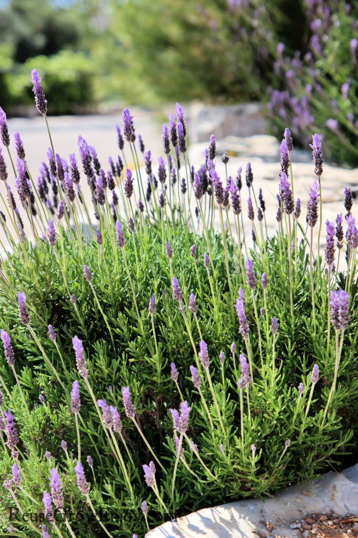 Primavera Spanish Lavender, Monrovia Plant