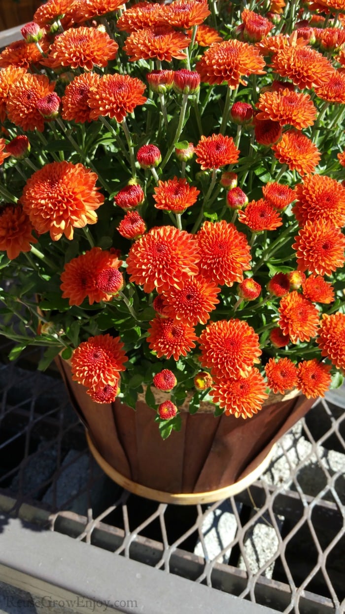 Orange mums in wood basket