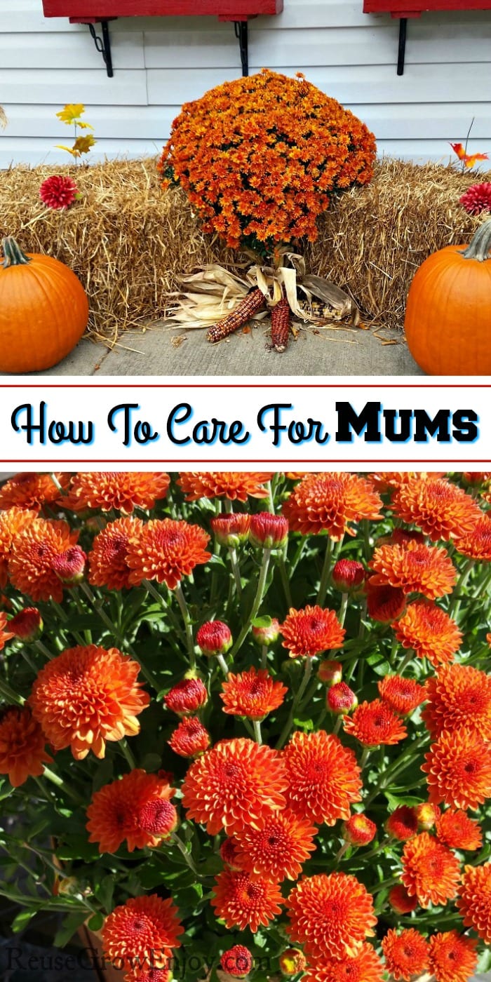 Top is orange mums on hay with pumpkins in front. Bottom is close of orange mums. Middle is a text overlay that says How To Care For Mums