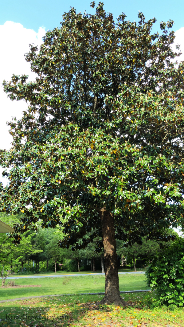 Vary tall magnolia tree with dark green glossy leaves