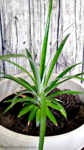 Pineapple plant growing in large pot with wood background.
