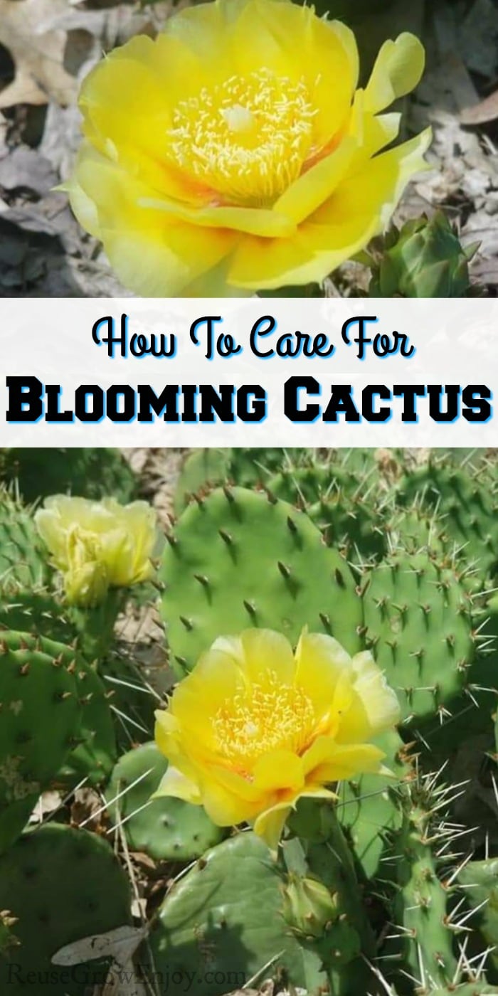 Yellow flower on cactus at top and bottom. Middle is a text overlay that says "How To Care For Blooming Cactus"