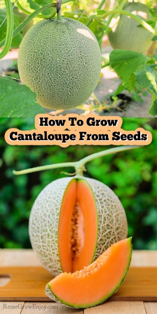 How To Grow Cantaloupe From Seeds