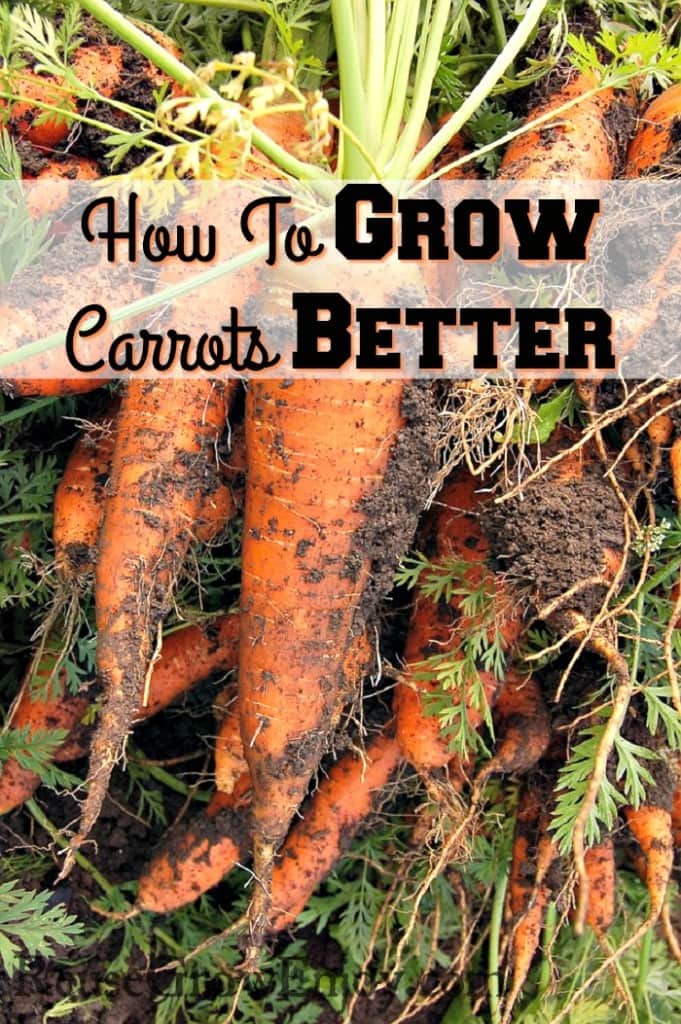 do carrots grow in cold weather