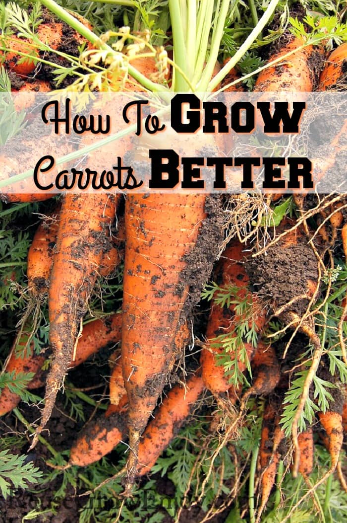 How To Grow Carrots Better