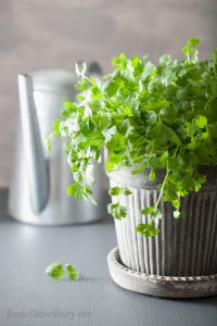 Flower pot full of fresh coriander watering can in background