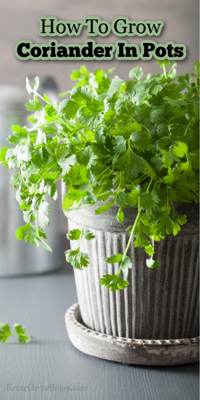 Flower pot full of fresh coriander watering can in background. Text overlay at top that says How To Grow Coriander In Pots