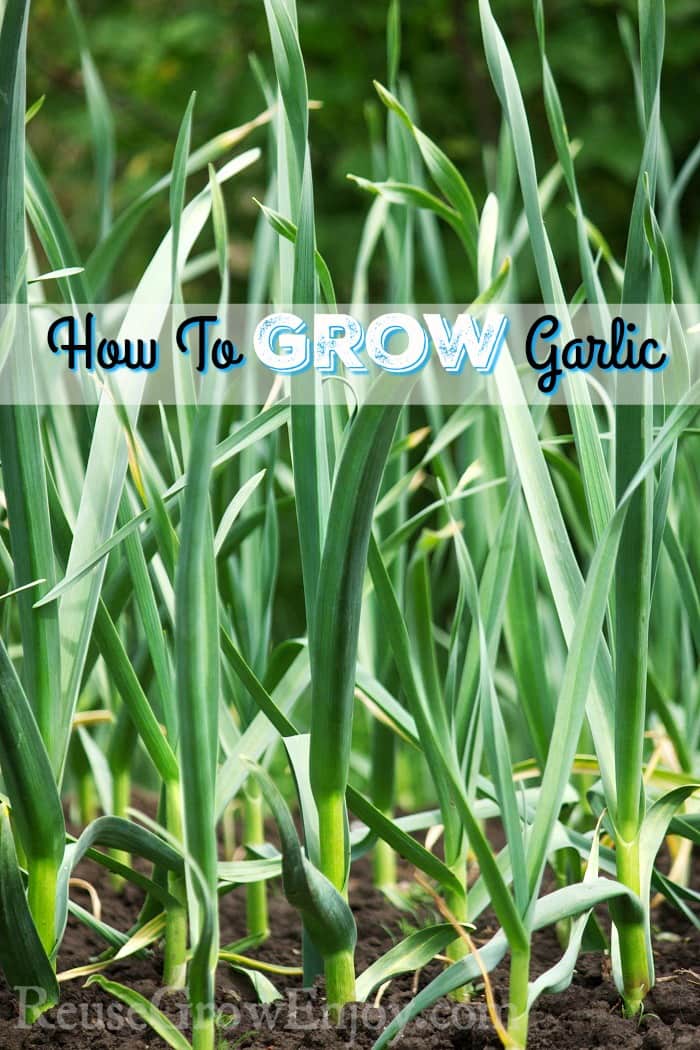 How To Grow Garlic