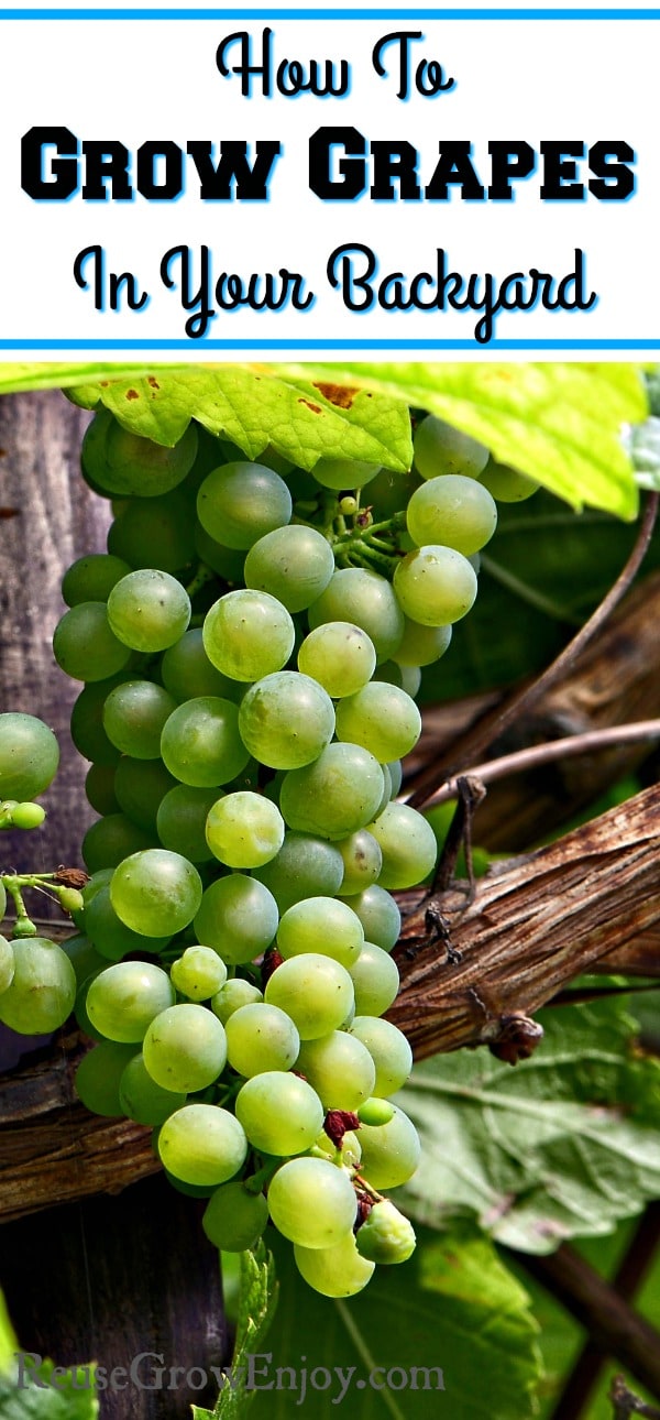 Do you grow grapes? Did you know you can do it right in your backyard? Check out these tips on How To Grow Grapes In Your Backyard!