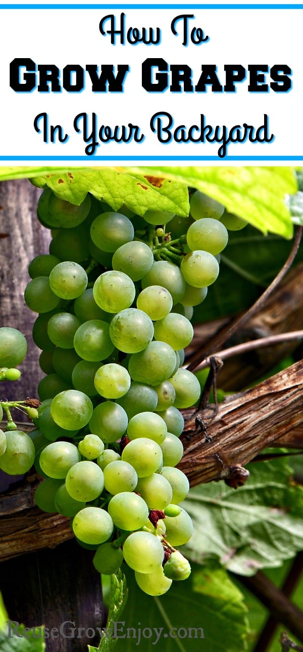 How To Grow Grapes In Your Backyard - Reuse Grow Enjoy