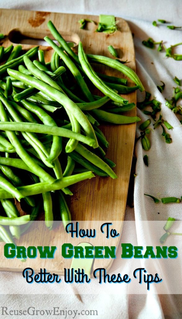 How To Grow Green Beans Better With These Tips