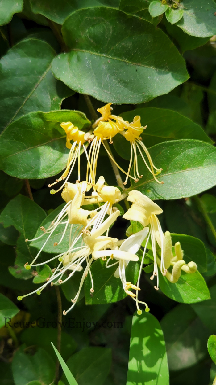 Honeysuckle growing in sunlight