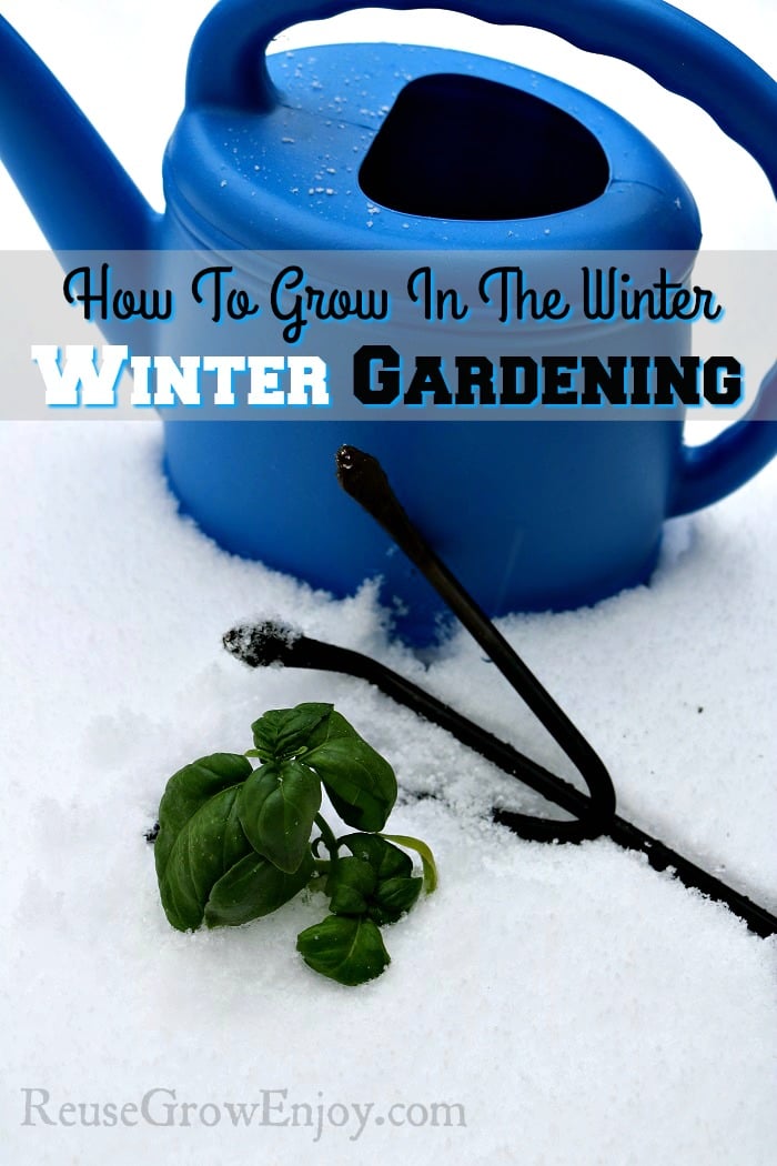 Have you been wondering how to grow in the winter? Check out all of these tips on winter gardening! Love growing all year long! 