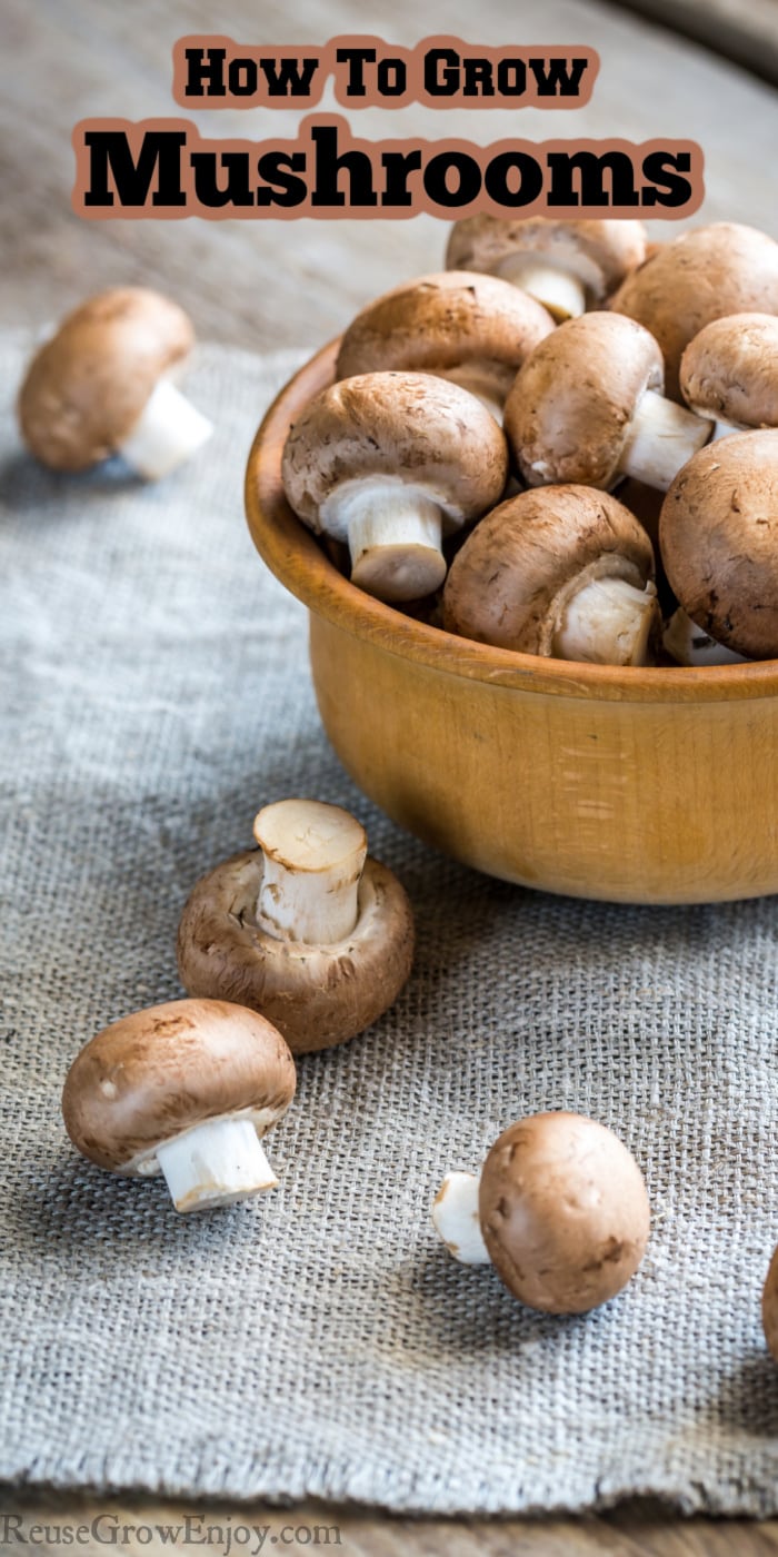 Bowl of mushrooms with a few outside the bowl. Text overlay at top that says How To Grow Mushrooms