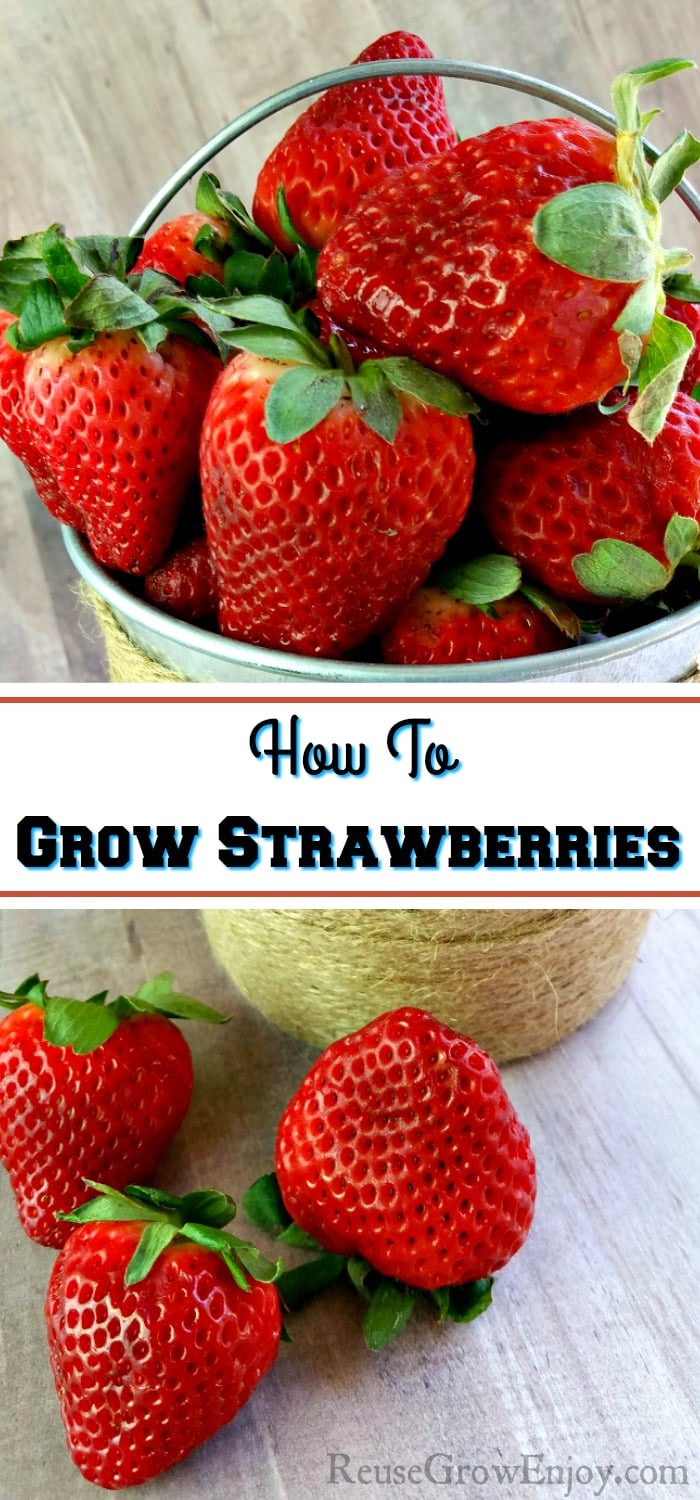 Small tin bucket wrapped in twine filled with fresh strawberries. The fresh strawberries in front of the bucket laying on a wood background. Text overlay in the middle that says How To Grow Strawberries.