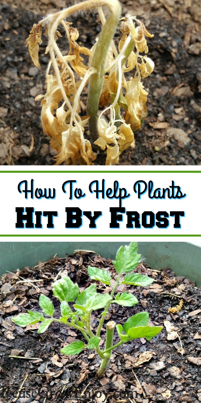 Top is a wilting tomato seedling that has been hit by frost. Bottom is the plant regrowing. Middle is a text overlay that says How To Help Plants Hit By Frost.