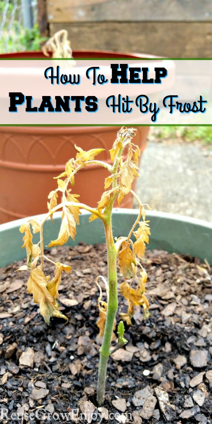 Tomato seedling that has been hit by frost and the top is now wilting. Text overly that says How To Help Plants Hit By Frost.