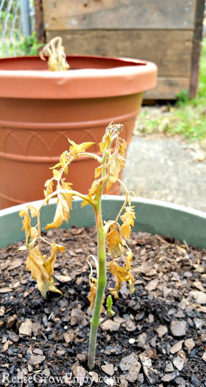 Tomato seedling that has been hit by frost and the top is now wilting.