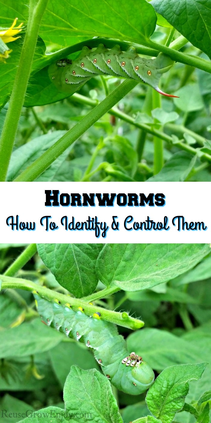 Hornworm at the top and bottom eating tomato plants. Text in the middle that says "Hornworms How To Identify & Control Them