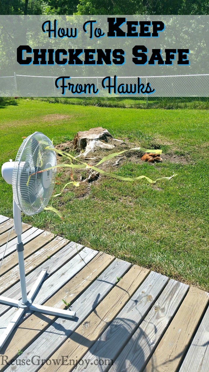 Do you have trouble with hawks and keeping your chickens safe? Check out this tip to keep them safe when you step away.