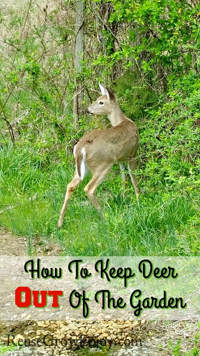 How To Keep Deer Out Of Garden Reuse Grow Enjoy