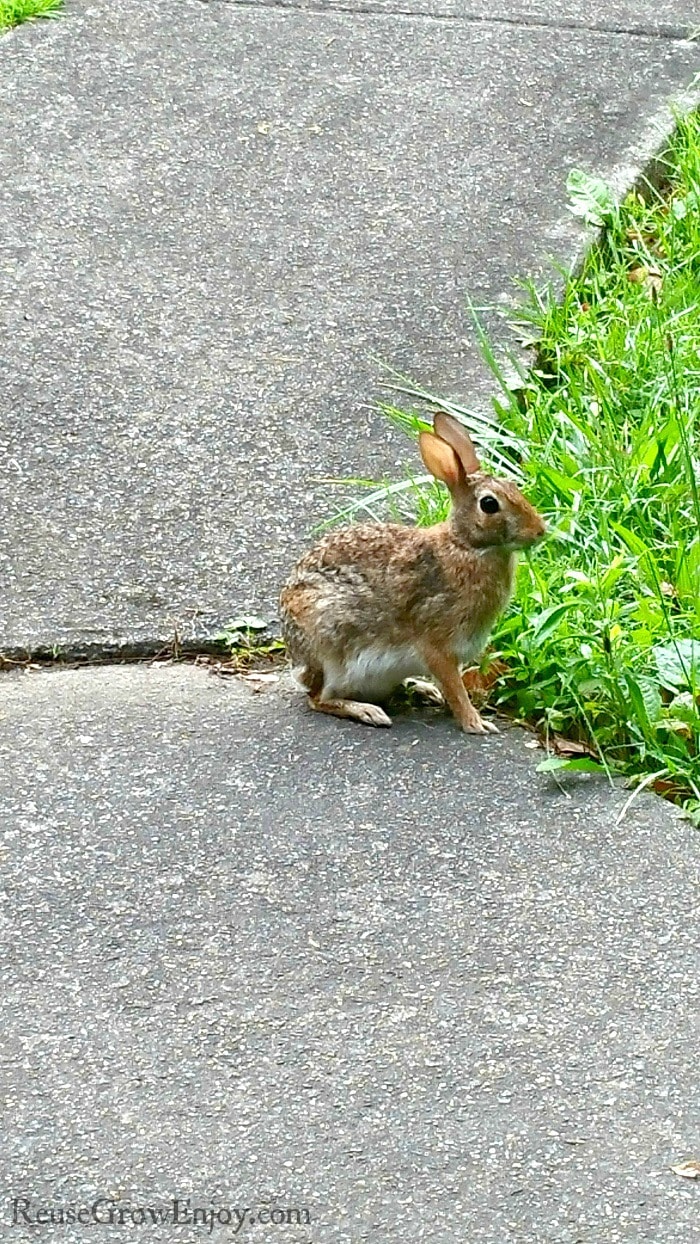 Rabbit eating grass at edge of sidewalk