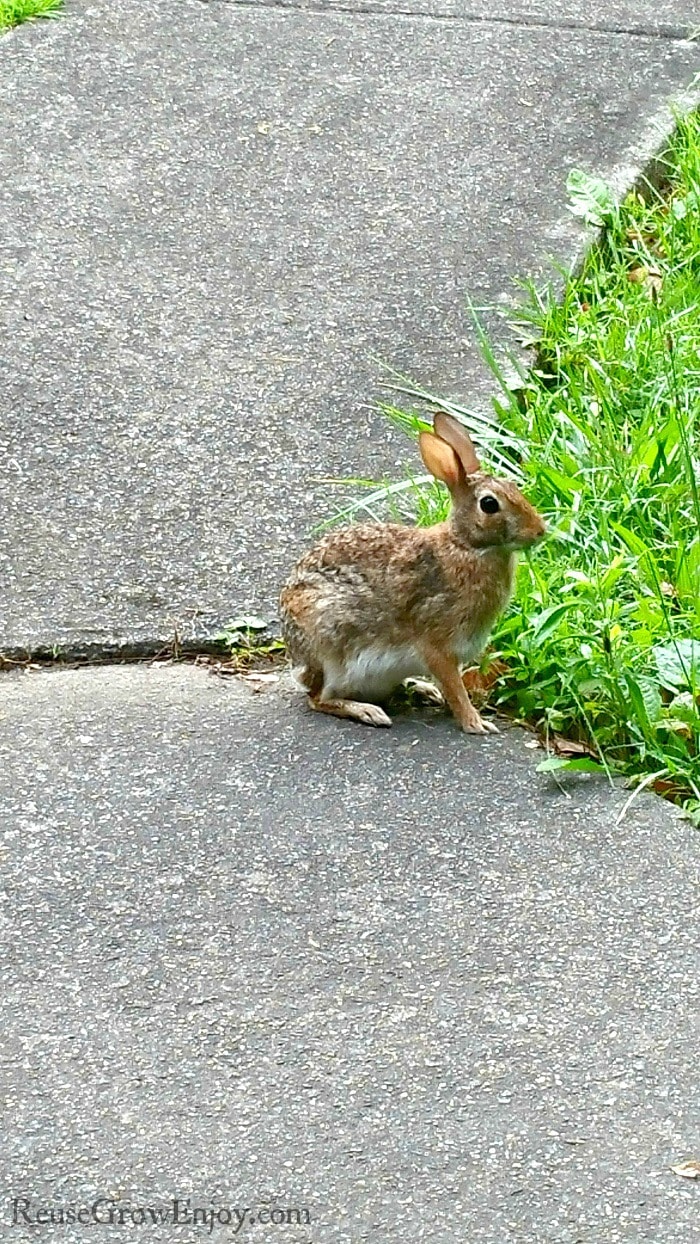 How To Keep Rabbits Out Of Your Garden Safe And Easy