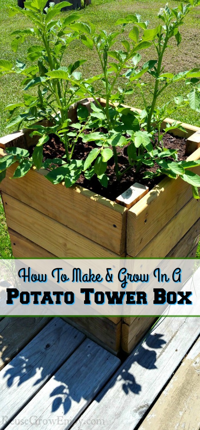Potato tower box with text overlay that says "How To Make & Grow In A Potato Tower Box".