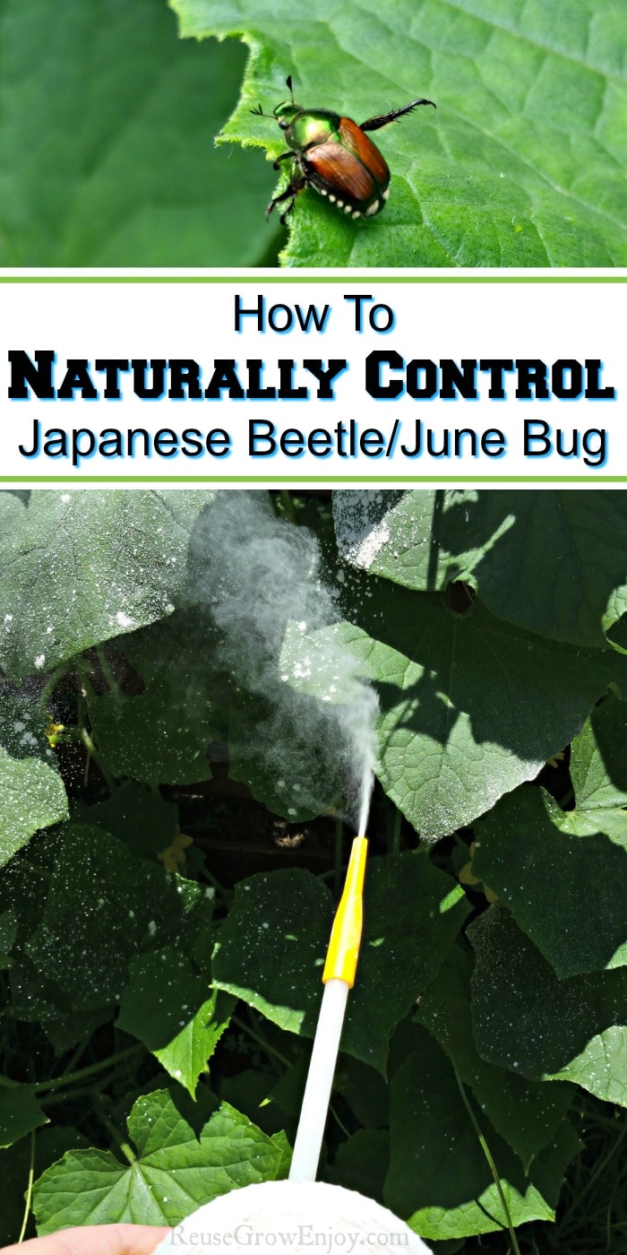 June bug on leaf at top powder duster dusting leaves at bottom. Text overlay in middle that says How To Naturally Control Japanese Beetle.