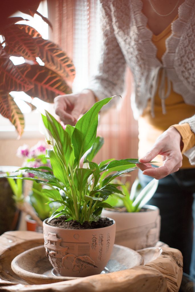 How To Prevent Flies From Indoor Plants & Get Rid Of Them