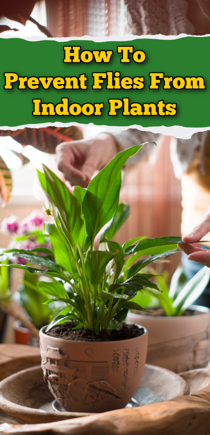 Person standing behind house plant touching the leaf with a window in the background. Text overlay at top that says How To Prevent Flies From Indoor Plants