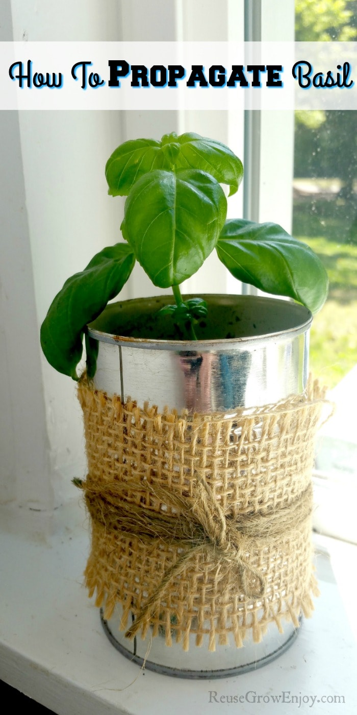 Basil cutting growing in can in window with text overlay at the top that says "How To Propagate Basil"