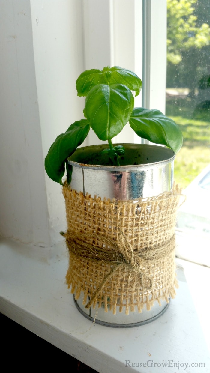 Basil growing in dirt in can wrapped in burlap in window