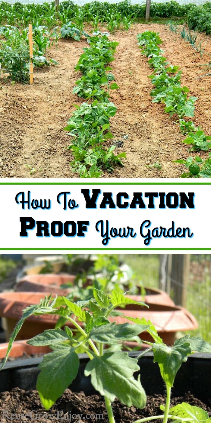 Want to take a vacation but worried because you have a garden? Check out these tips on how to vacation proof your garden!