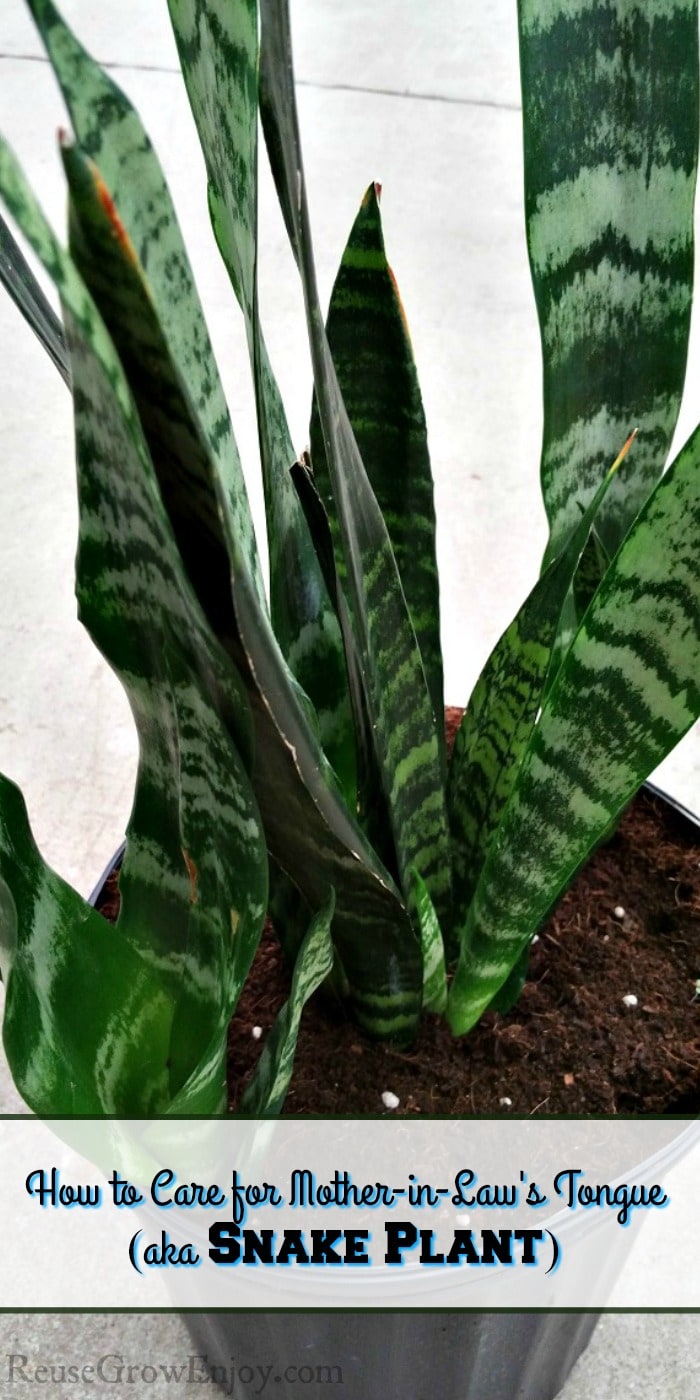 Getting a new houseplant and wondering if it is hard to take care of a snake plant? Be sure to check out these tips on how to care for a mother-in-law's tongue (aka snake plant)!