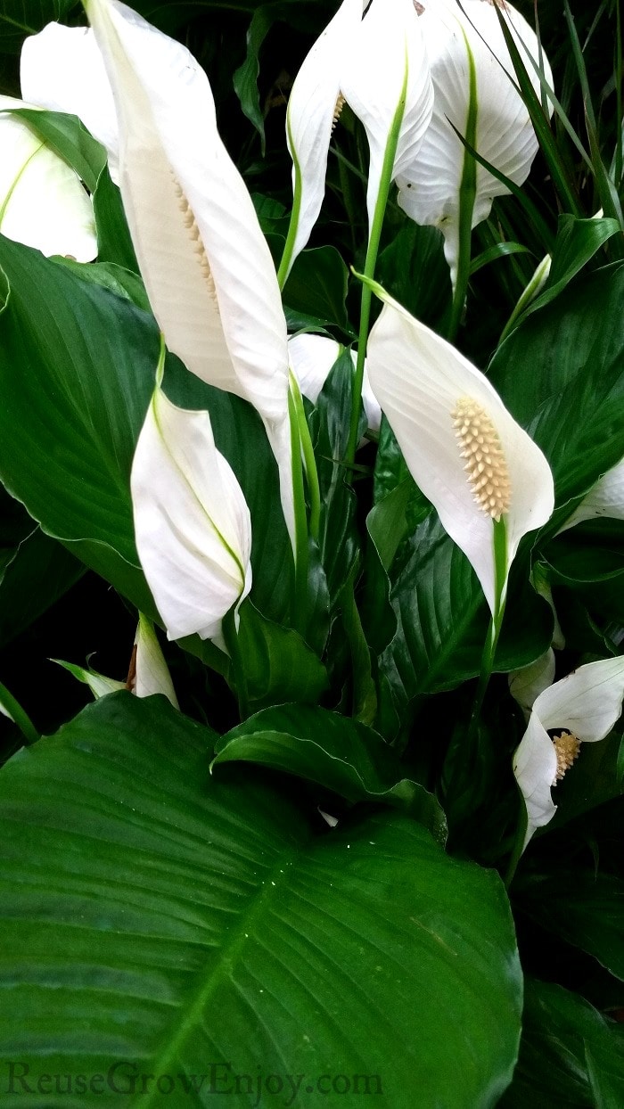 Big pretty Peace Lily plant with bright green leaves and white flowers.