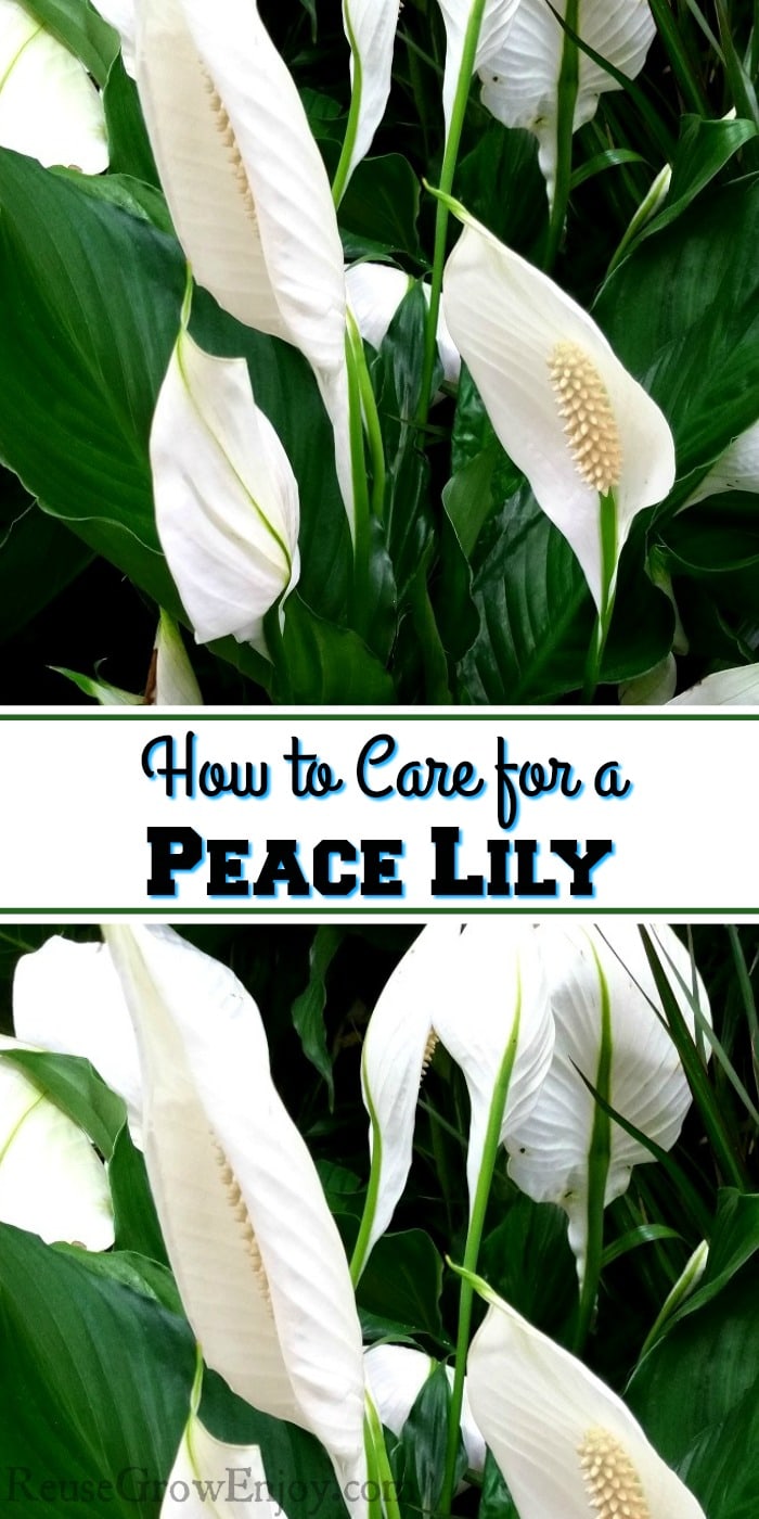 Big pretty Peace Lily plant with bright green leaves and white flowers. Text overlay that says 