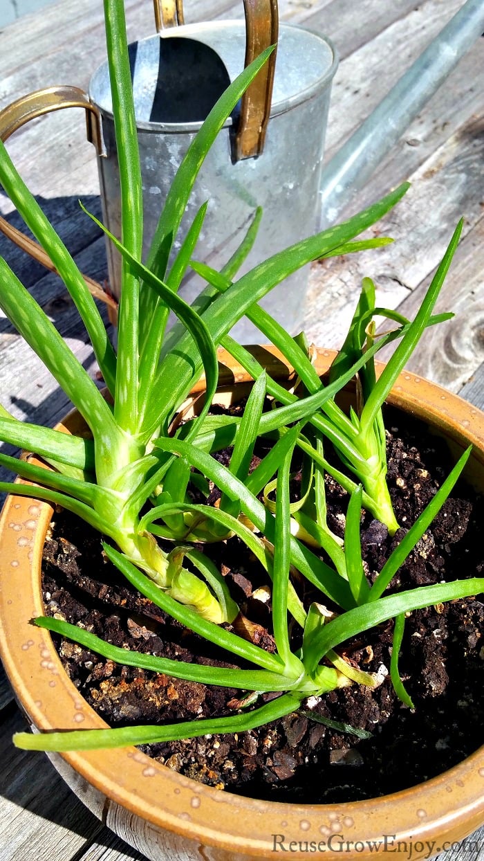 How to Care for an Aloe Vera Plant   Reuse Grow Enjoy