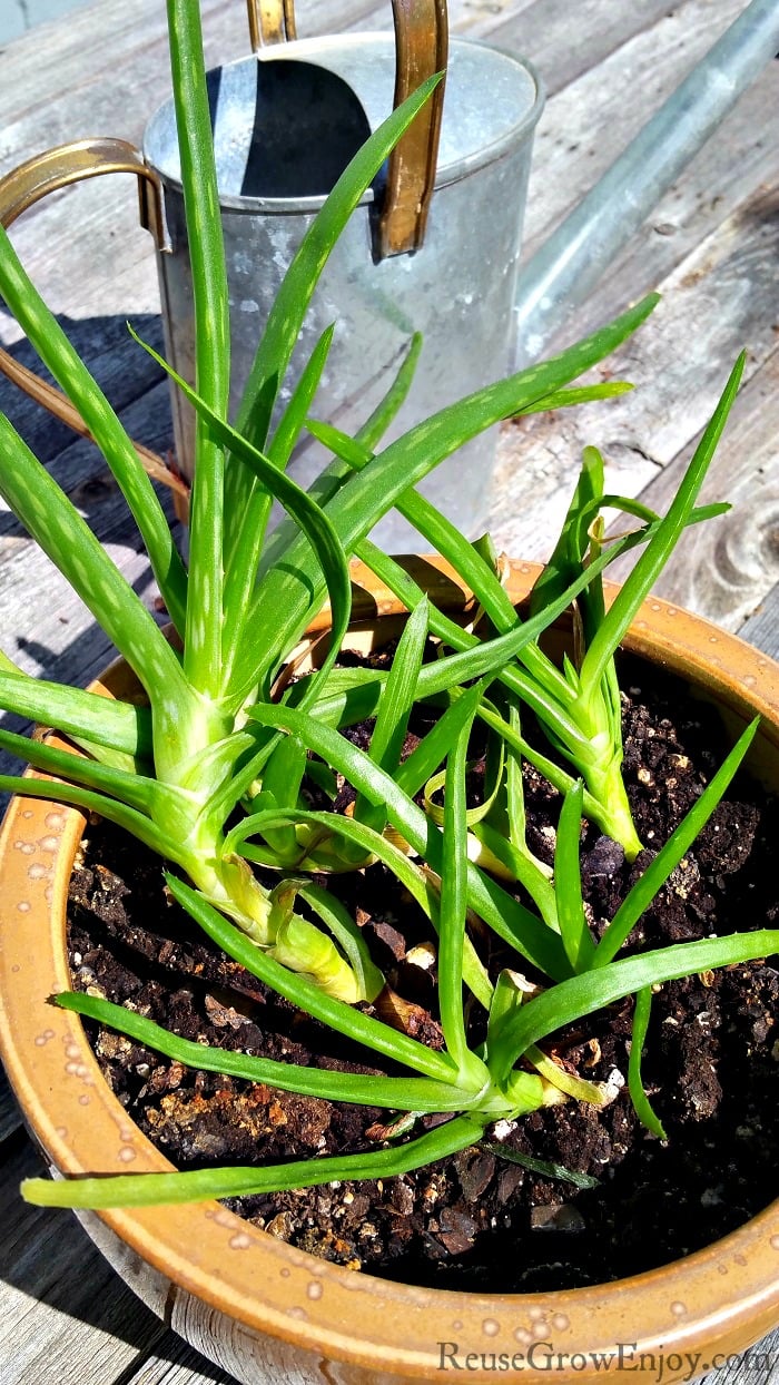 to Care for an Aloe Vera Reuse Grow