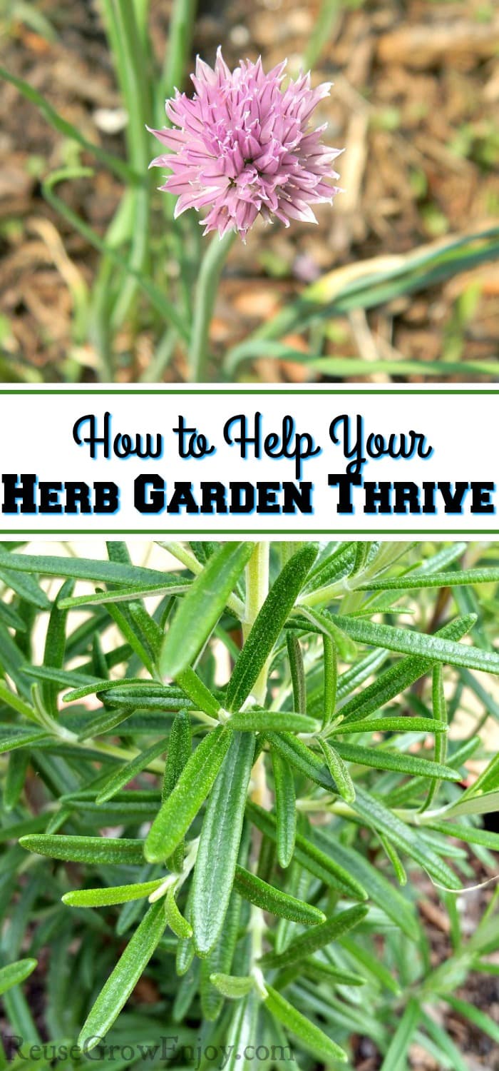 Top of picture is a flowering chive plant. The bottom is a rosemary plant. In the middle is a text overlay that says "How To Help Your Herb Garden Thrive".