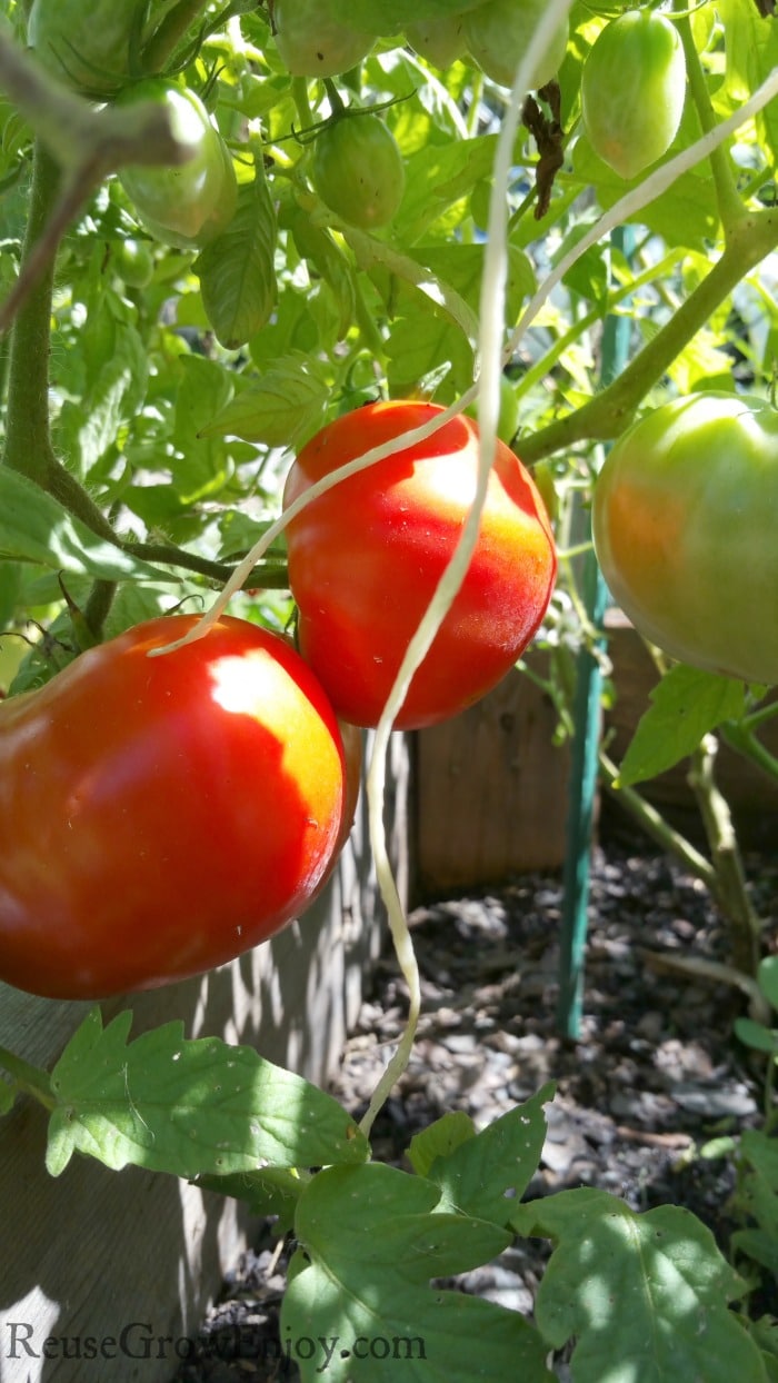 Red and green tomatoes growing on plant