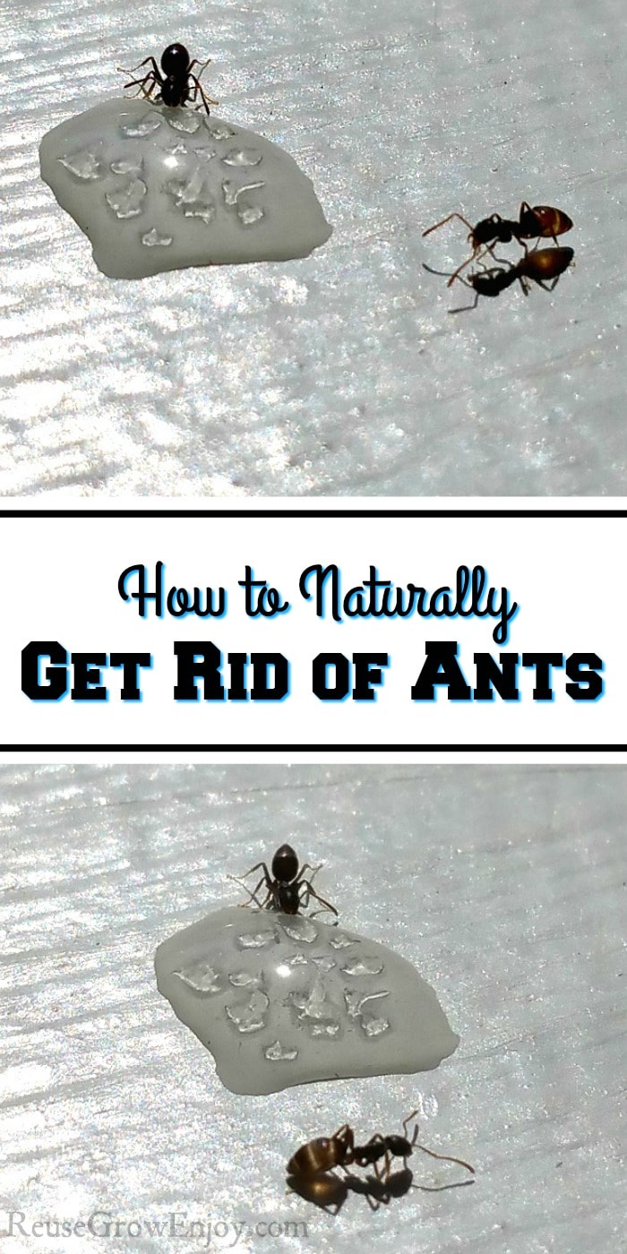 Have issues with ants in the home? If you are looking for ideas to get rid of them, I am going to share some tips on How to Naturally Get Rid of Ants in Your Home!